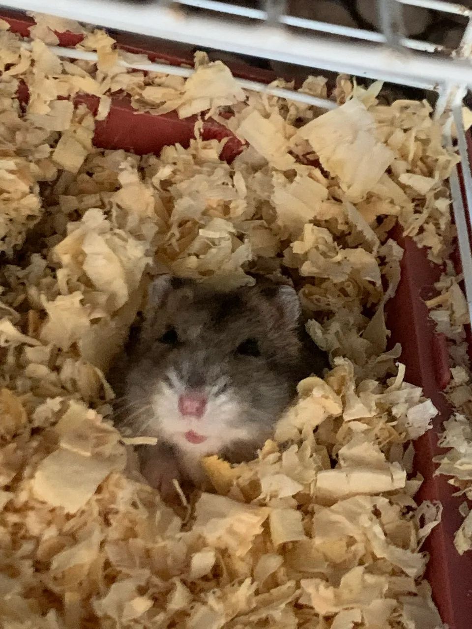 Hamster anão russo 