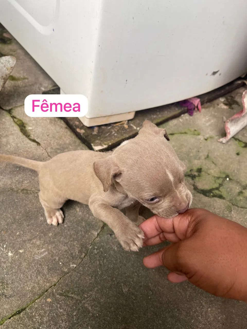 Vendo filhote de pitbull  - Foto 3