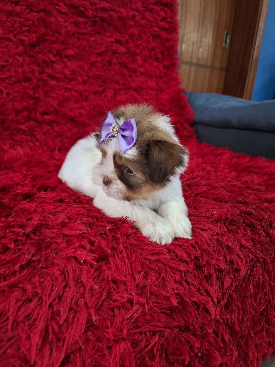 Bebês de shih tzu mini - Foto 5