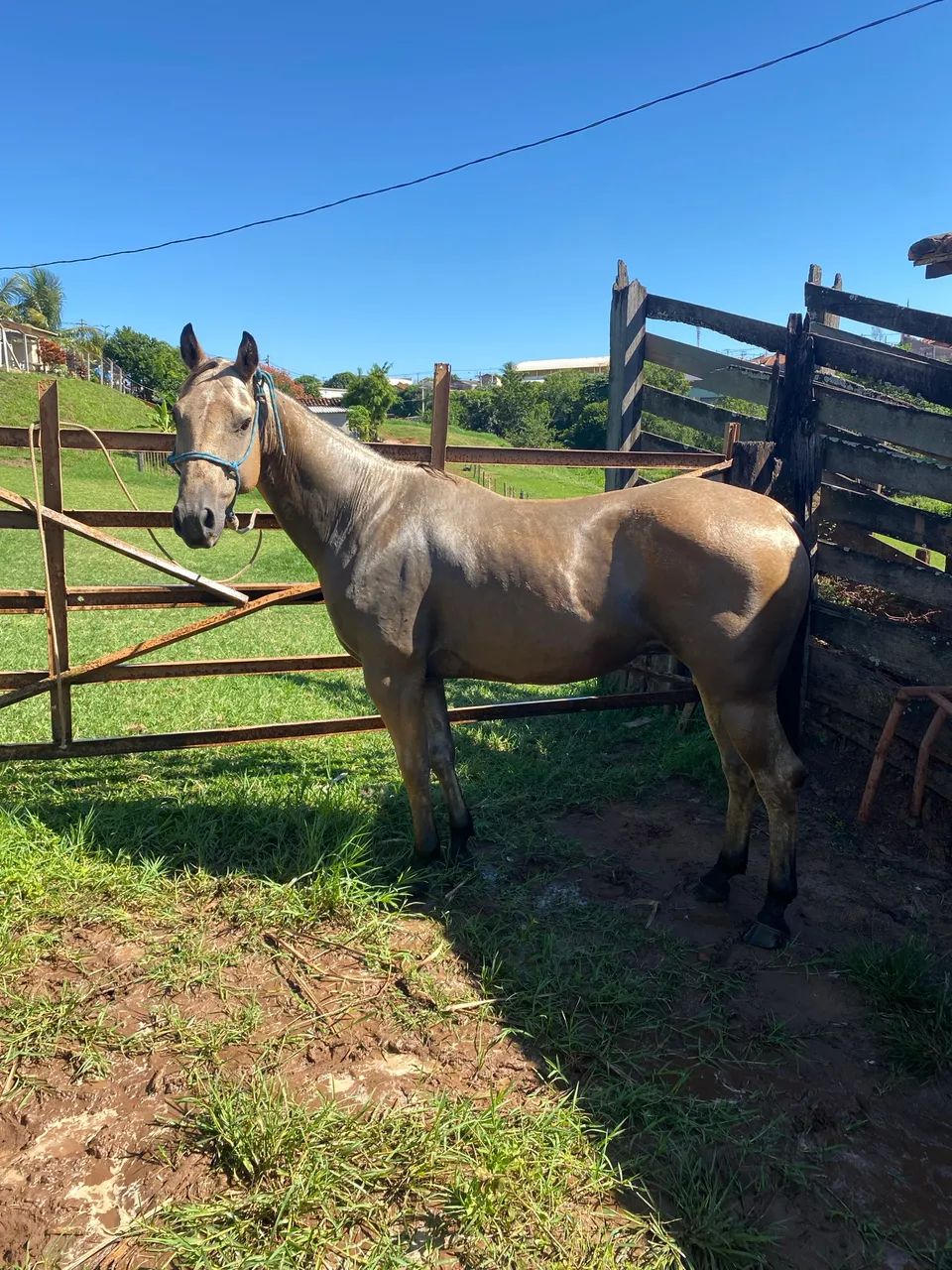 Horse  - Foto 4