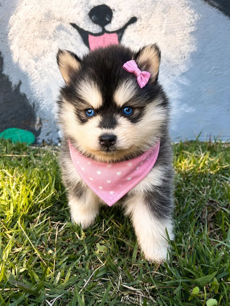 Pomsky mini 