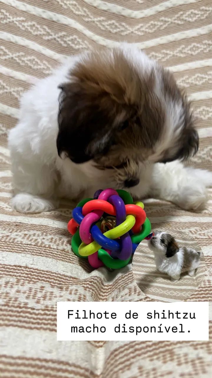Filhote de shihtzu  - Foto 3