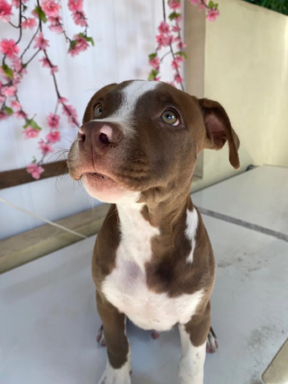 PITBULL MACHO 2 MESES - Foto 5