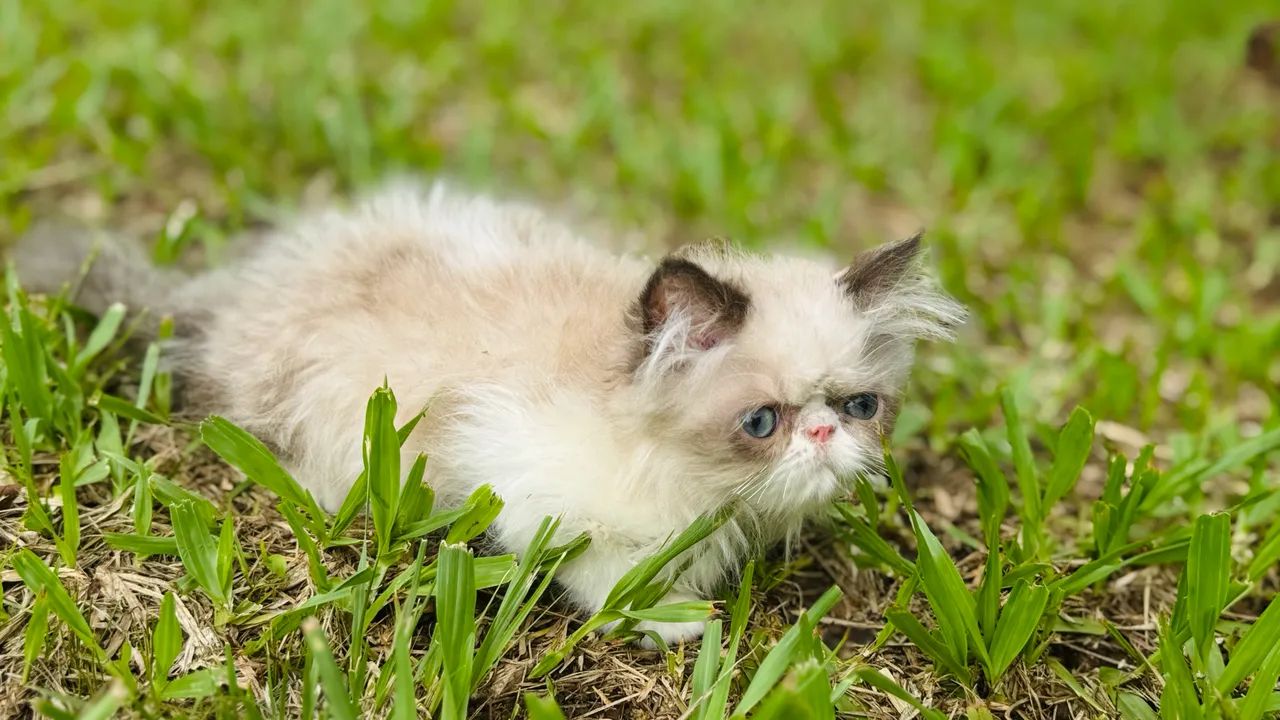 Gato Persa filhote macho 