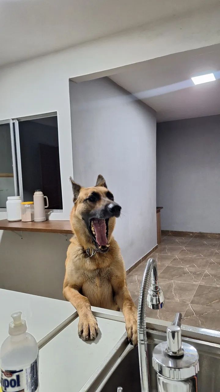 Para adoção 