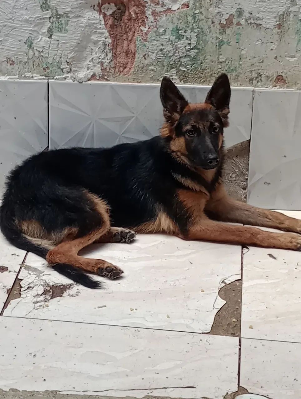 Pastor alemão capa preta fêmea 8 meses