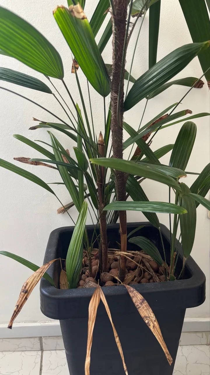 Palmeira raphis - Foto 2