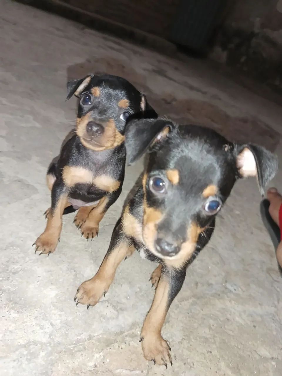 VENDE-SE DOIS PINSCHER 1 - Foto 2