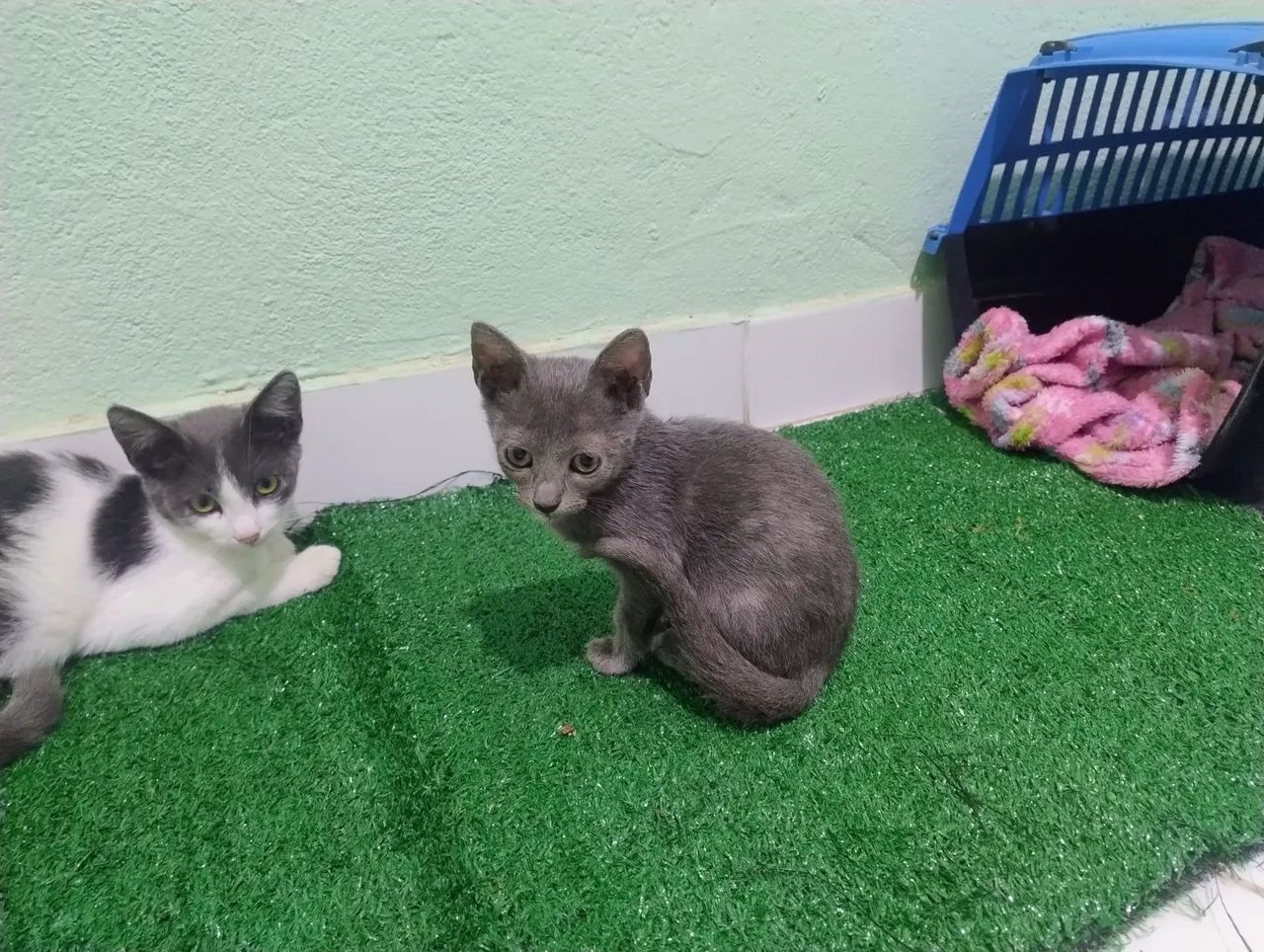 Gatinha fêmea filhote adoção responsável  - Foto 3