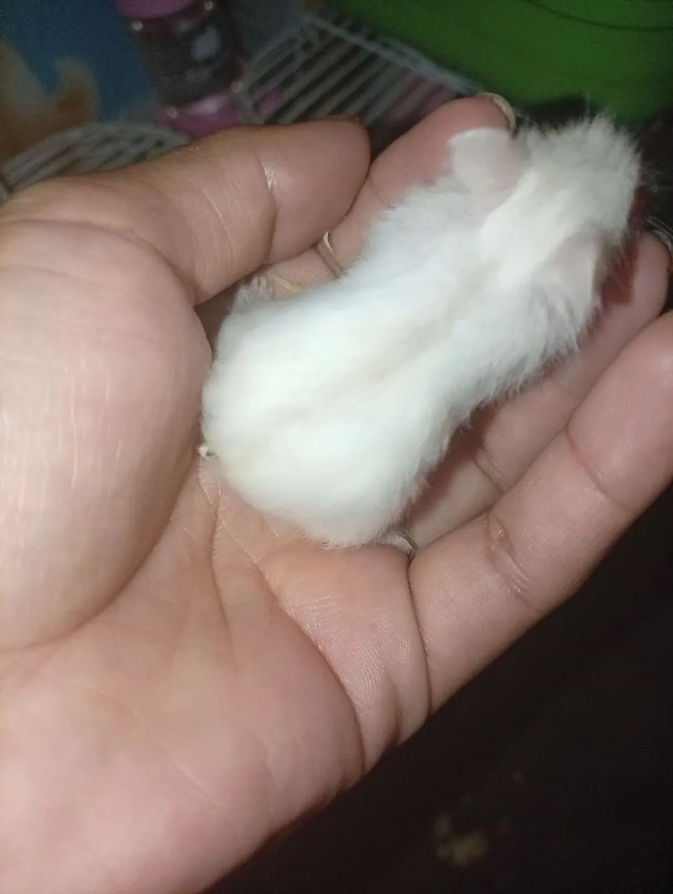 Hamster  - Foto 4
