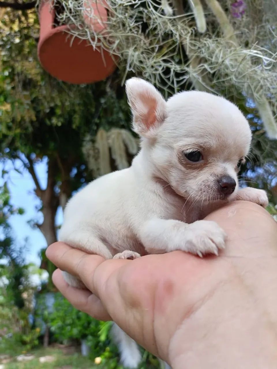 Chihuahua  - Foto 3