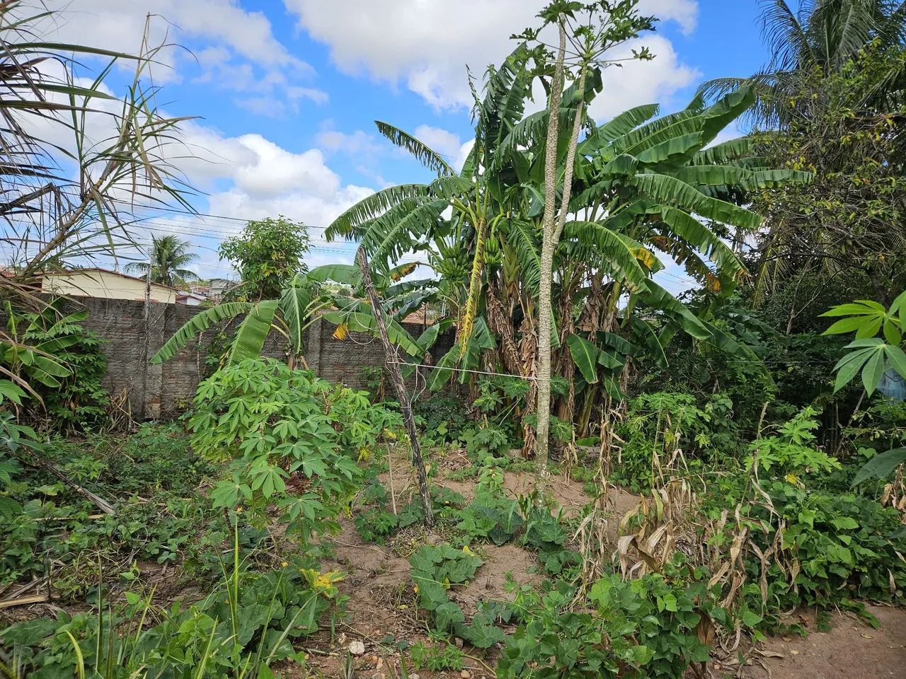 Terreno 12 por 22,6m²  - Foto 2