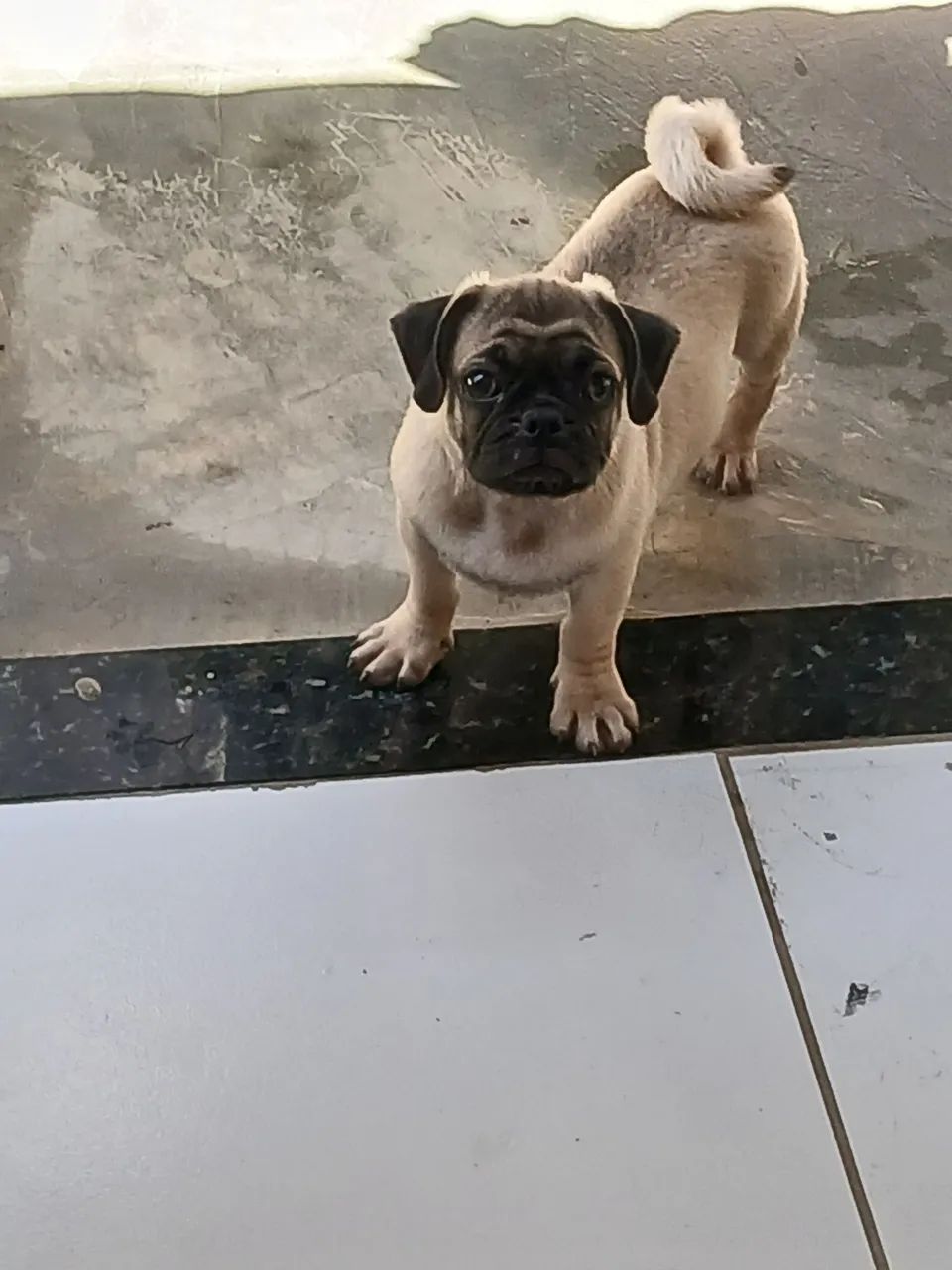 Filhote pug  - Foto 3