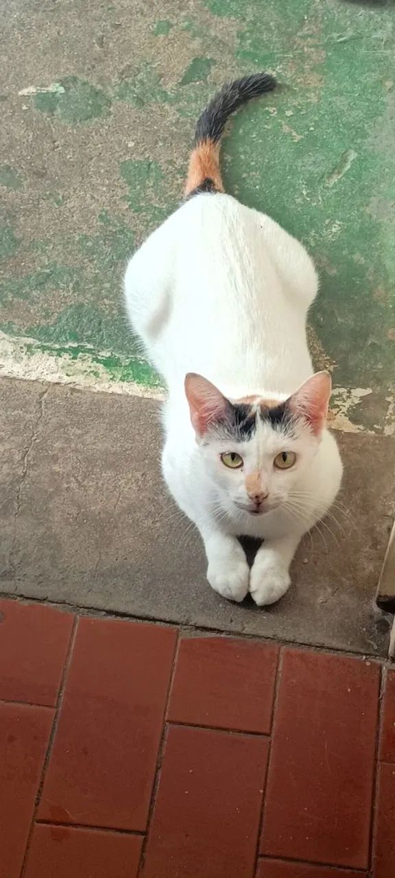 Gato adoção responsável  - Foto 3