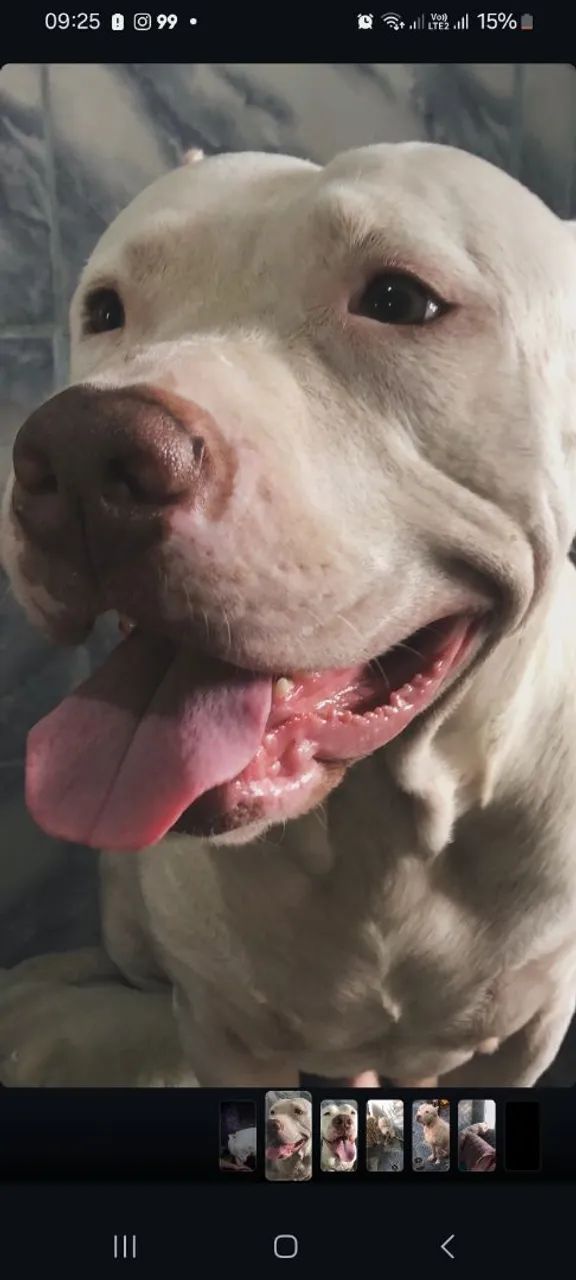 Doação de cachorro pitbull 