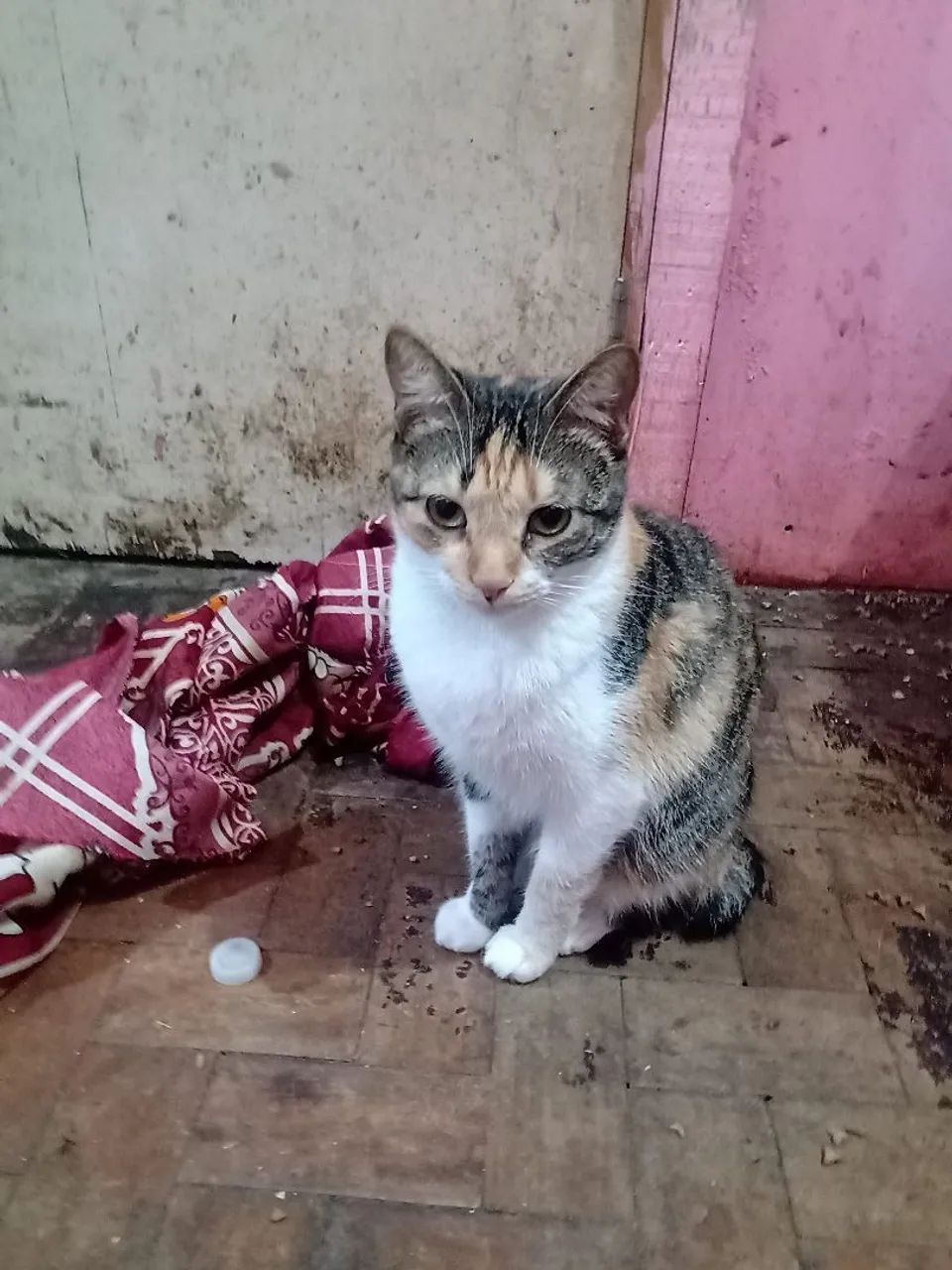 Serena busca lar - Foto 2