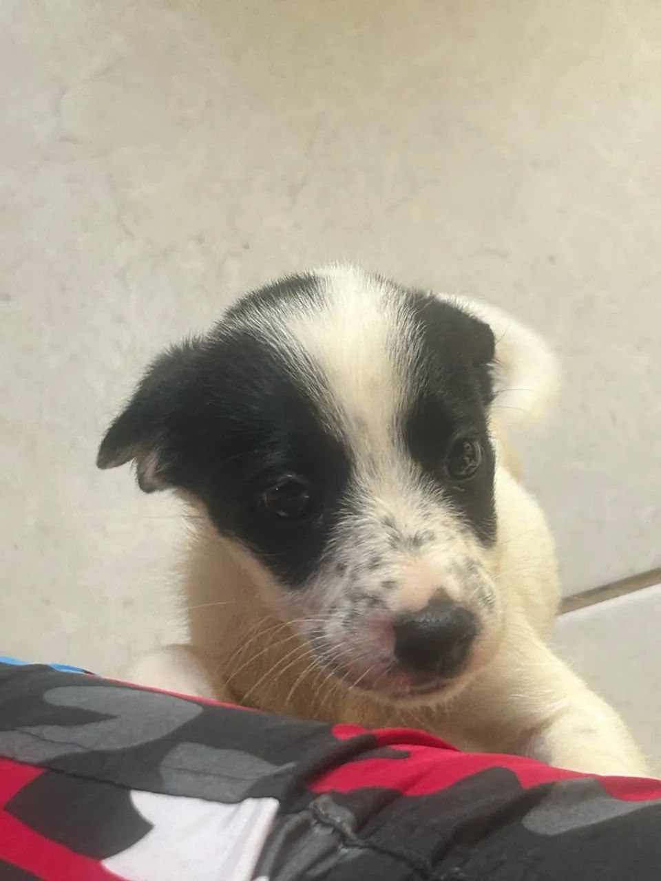 Border Collie  - Foto 2