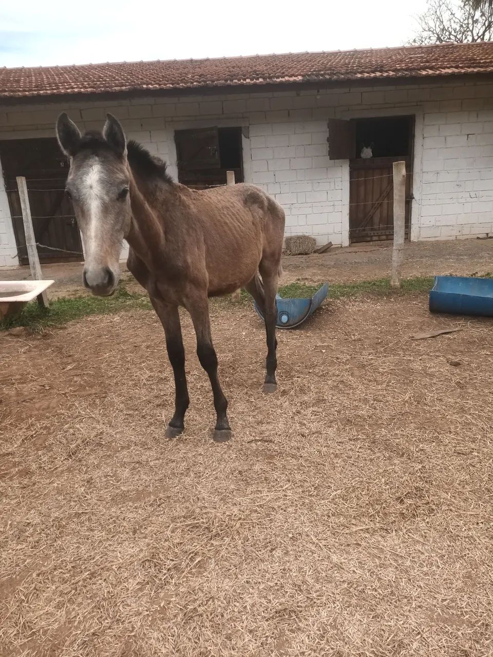 Potro lusitano   - Foto 2