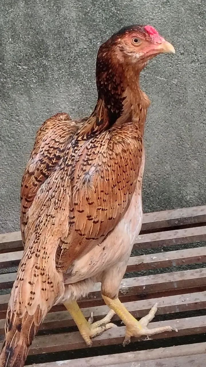 Casal de frango da raça Mura ideal para reprodutor r$ 500 individual r$ 300 - Foto 6