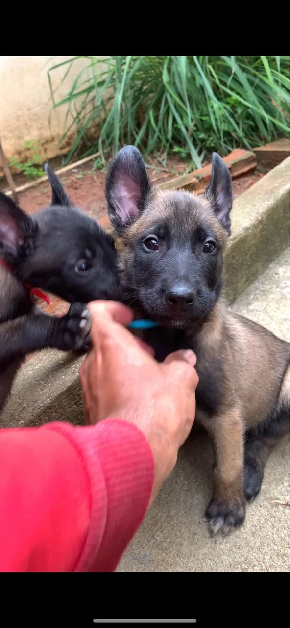 Pastor Belga Malinois  - Foto 2