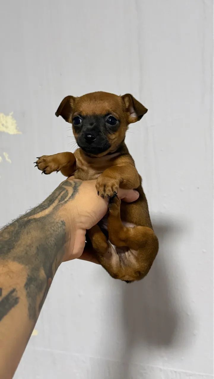 Pinscher machos miniatura  - Foto 3