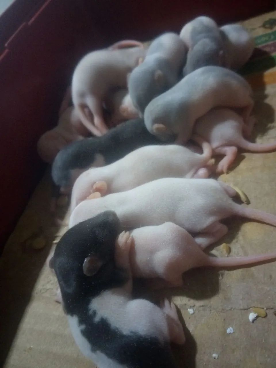 Twisters (RATAZANA DOMÉSTICA) - Foto 3