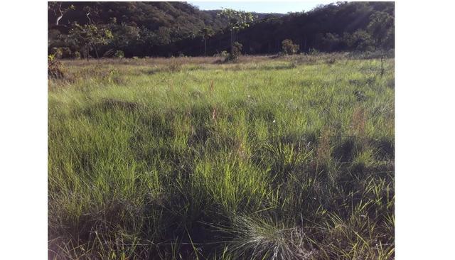 Ocasião,1590 Hectares,1000 hectares Pasto sujo Santo Antônio/MT - Foto 6