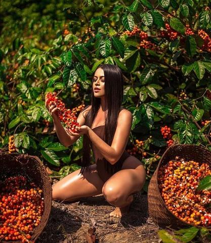 Guaraná de Maués em pó - Foto 4