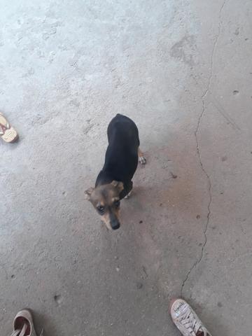 Vendo um Pinsche N.0