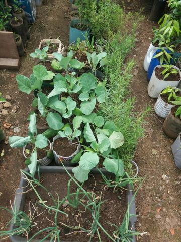 Plantas diversas - Foto 5