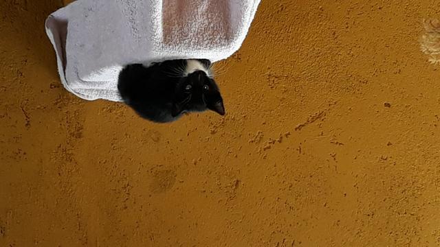 Gatinho novinho