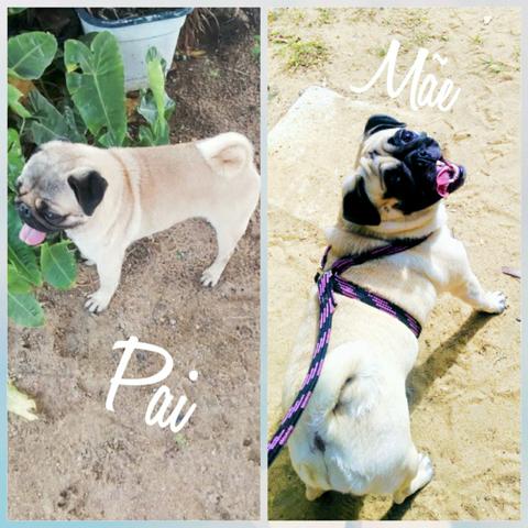 Filhote de Pug Macho - Foto 2