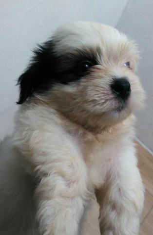 Filhotes de Lhasa Disponíveis - Foto 4