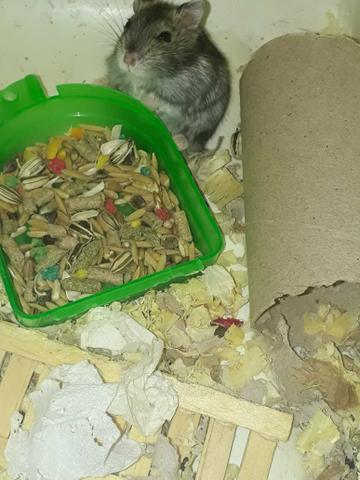 Hamster anão russo - Foto 6