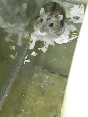 Hamster anão russo - Foto 3
