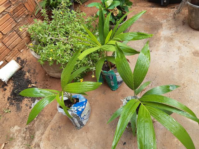 Palmeira Imperial