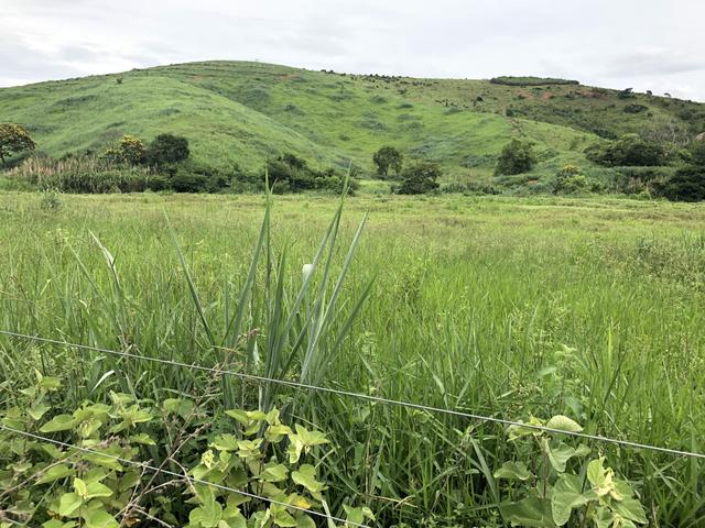 Fazenda 350 alqueires gov Valadares /MG 47 mil por alqueire