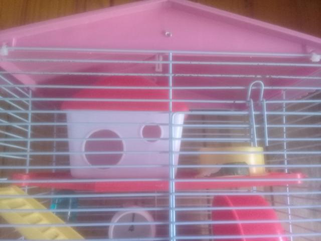 Casa de hamister com um hamister branco macho - Foto 3