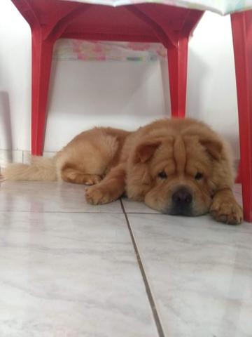 Chow Chow Macho Procurando Namorada