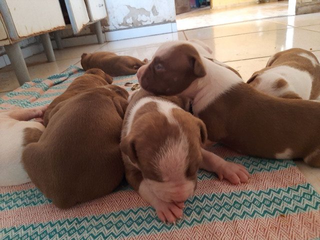 Cachorros-pitbull