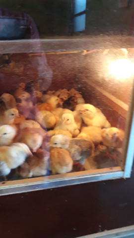 Vende-se pintinhos índio gigante - Foto 6