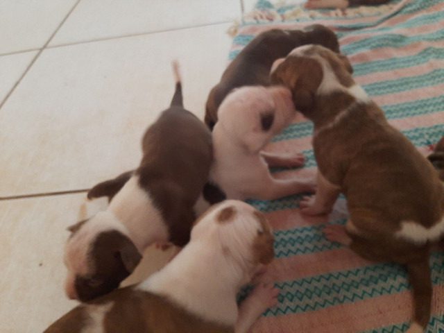 Cachorros-pitbull - Foto 2