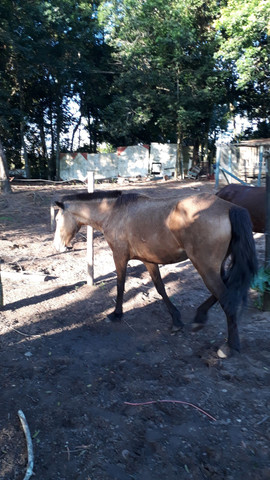 Vendo égua ou troco
