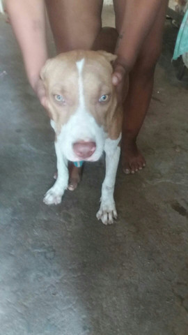 Pitbull americano - Foto 2