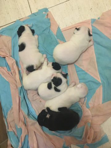 Bulldog francês - Foto 3