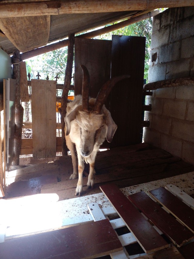 Vendo 3 cabras um bodinho ja desmamado 