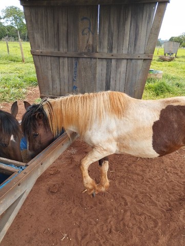 Vendo petiços, duas fêmeas e um macho 