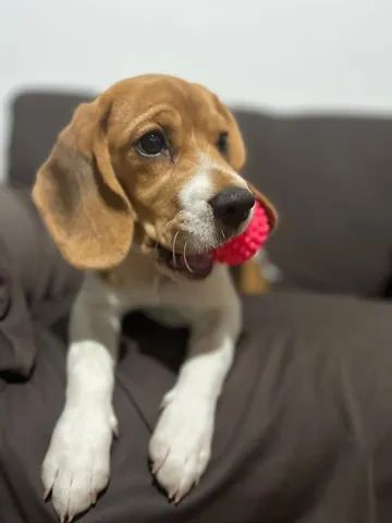 Beagle  - Foto 2