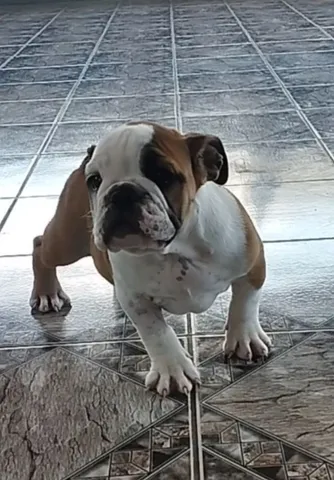 Bulldog ingles preto  +24 anúncios na OLX Brasil