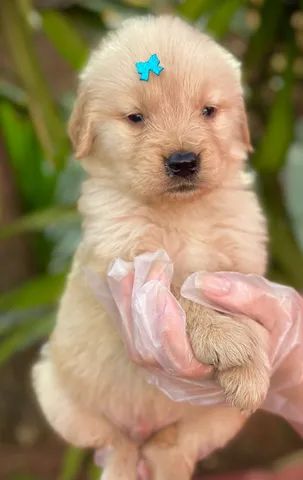 Tradução do amor! ♥️ #amor #goldenretriever #cachorro #fy